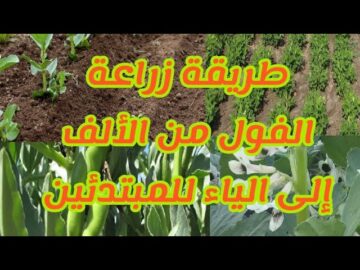 طريقة زراعة الفول النابت في المنزل بطريقة سهلة