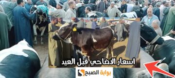 أسعار الأضاحي اليوم قبل عيد الاضحى 2024 تشهد تغير جديد في العجول والبقر والخرفان