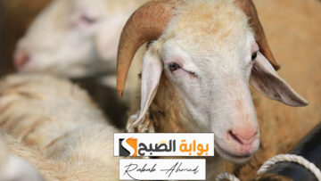 كم أسعار الأضاحي في السعودية 2024 وكم سعر الهدي في الحج