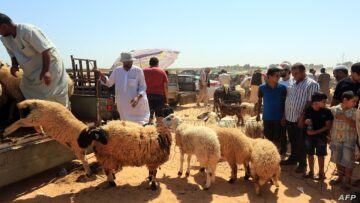 “قبل عيد الاضحى المبارك” تعرف على أسعار الأضاحي في تونس 2024