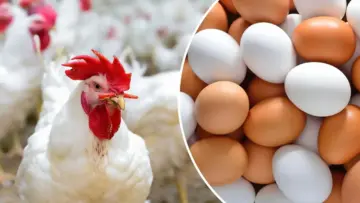 كرتونه البيض بكام النهاردة؟.. أسعار الدواجن والبيض اليوم 30 مايو 2024 في جميع الاسواق والمحلات