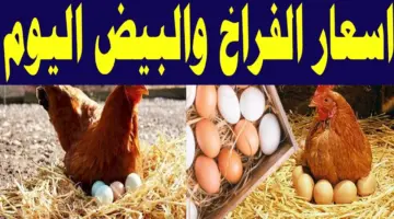 أسعار الدواجن والبيض اليوم الإثنين