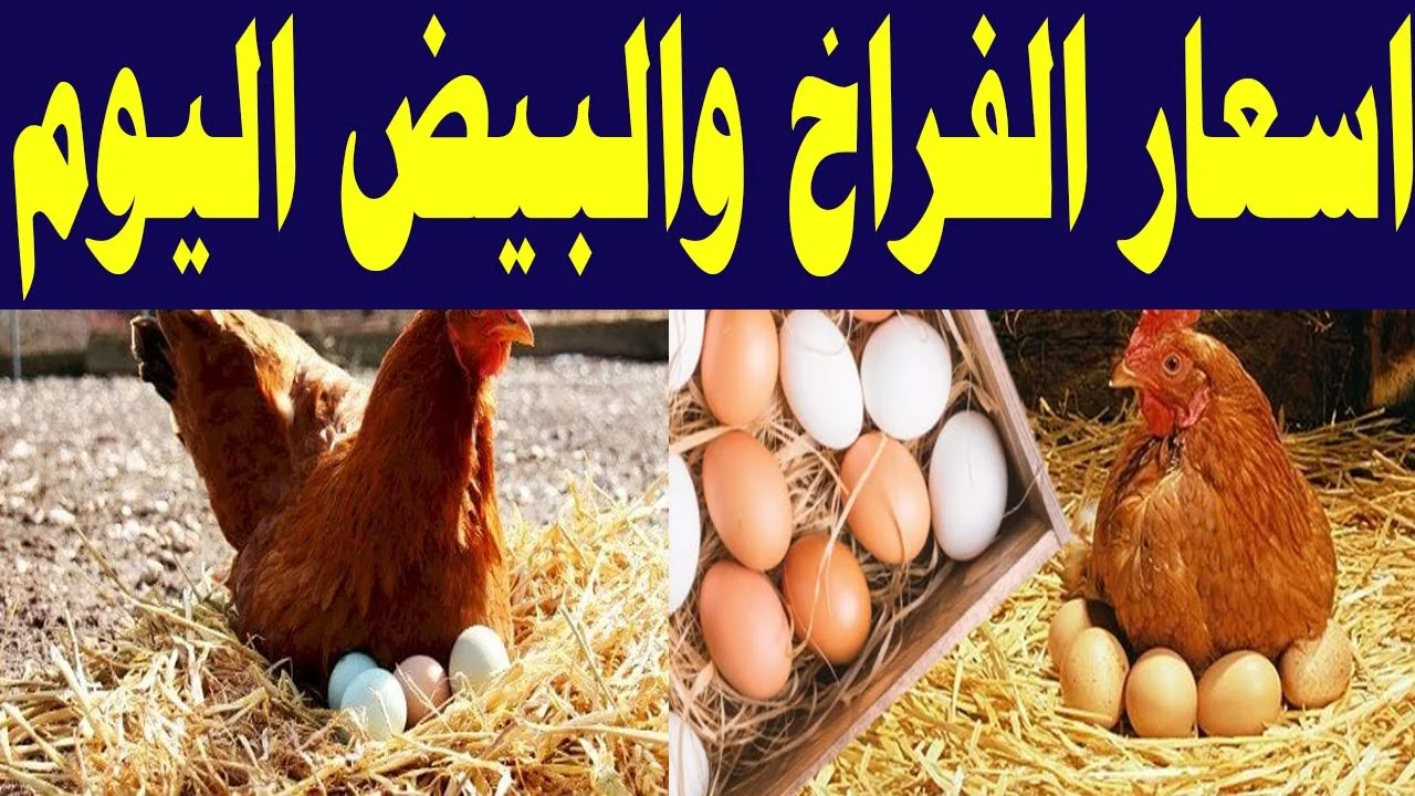 الفراخ وصلت كام النهاردة؟.. أسعار الدواجن والبيض اليوم الإثنين 20 مايو 2024