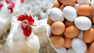 “بكام الكيلو النهاردة” أسعار الدواجن والبيض اليوم الجمعة 31 مايو 2024