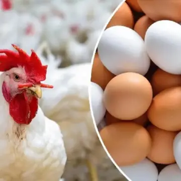 “بكام الكيلو النهاردة” أسعار الدواجن والبيض اليوم الجمعة 31 مايو 2024