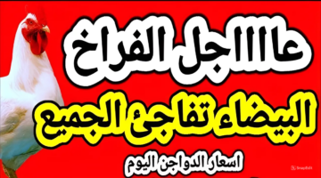 أسعار الفراخ اليوم