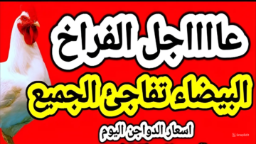 كليو الفراخ البيضة بكام انهاردة.. أسعار الفراخ البيضة والساسو والبلدي واسعار البيض بأنواعة اليوم