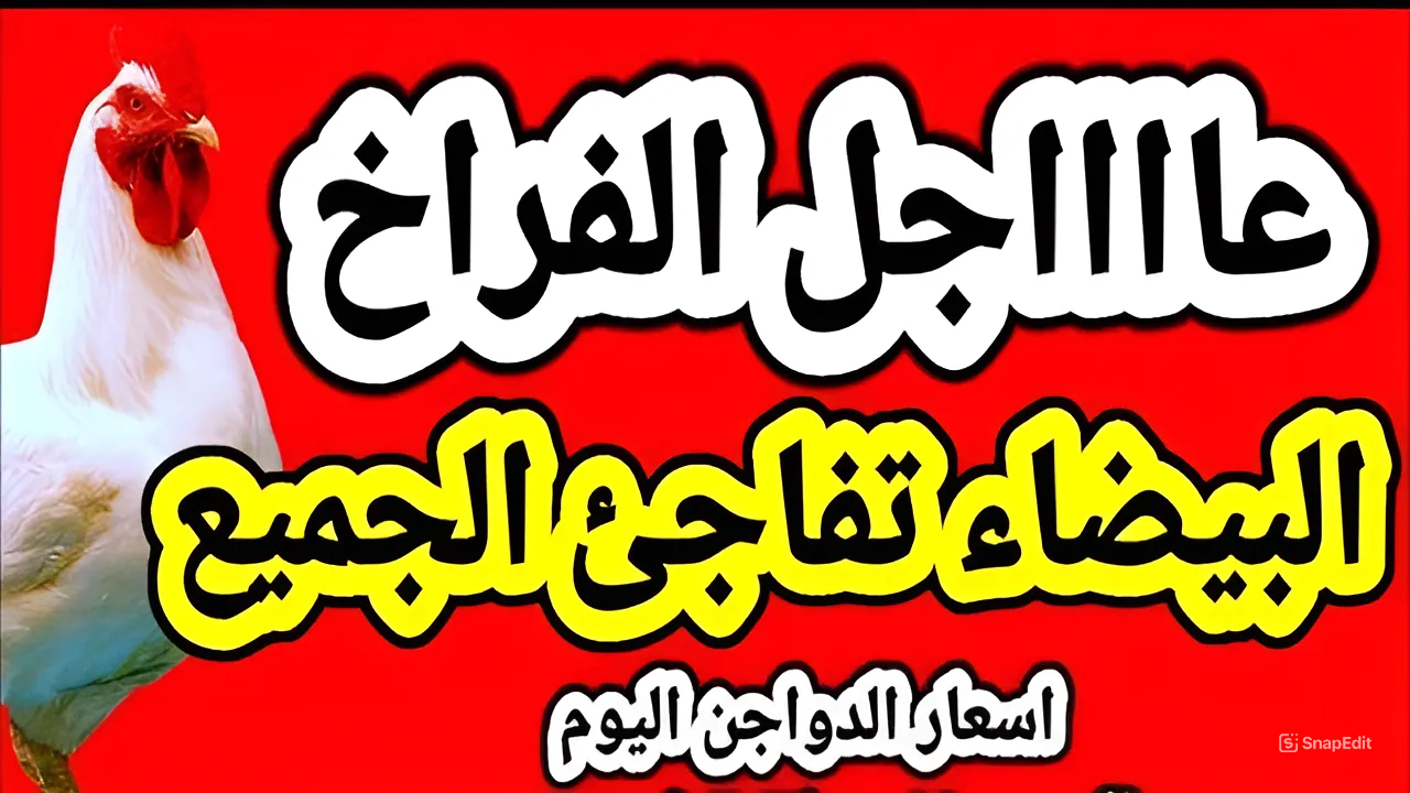 كليو الفراخ البيضة بكام انهاردة.. أسعار الفراخ البيضة والساسو والبلدي واسعار البيض بأنواعة اليوم 2 كليو الفراخ البيضة بكام انهاردة.. أسعار الفراخ البيضة والساسو والبلدي واسعار البيض بأنواعة اليوم