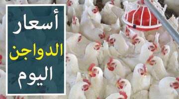 أسعار بورصة الدواجن اليوم 4