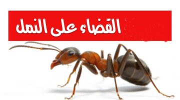 أفضل طريقة للتخلص من النمل
