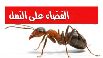 أفضل طريقة للتخلص من النمل نهائياً في الصيف بدون استخدام مبيدات حشرية