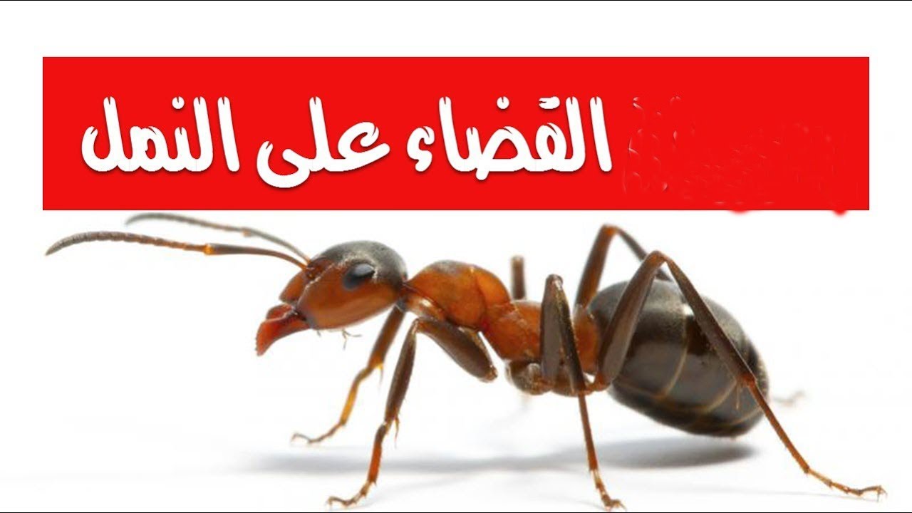 أقوي وصفة للتخلص من النمل والحشرات نهائياً بمكونات طبيعية موجودة في المنزل