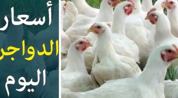ارتفاع جنوني في أسعار الفراخ البيضاء اليوم الموافق الإثنين 20 مايو 2024