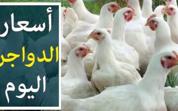ارتفاع جنوني في أسعار الفراخ البيضاء اليوم الموافق الإثنين 20 مايو 2024