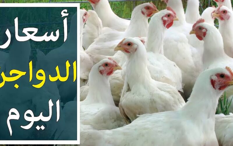 ارتفاع جنوني في أسعار الفراخ البيضاء اليوم الموافق الإثنين 20 مايو 2024 2 ارتفاع جنوني في أسعار الفراخ البيضاء اليوم الموافق الإثنين 20 مايو 2024