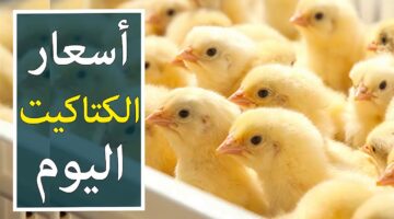 اسعار الكتاكيت والبيض
