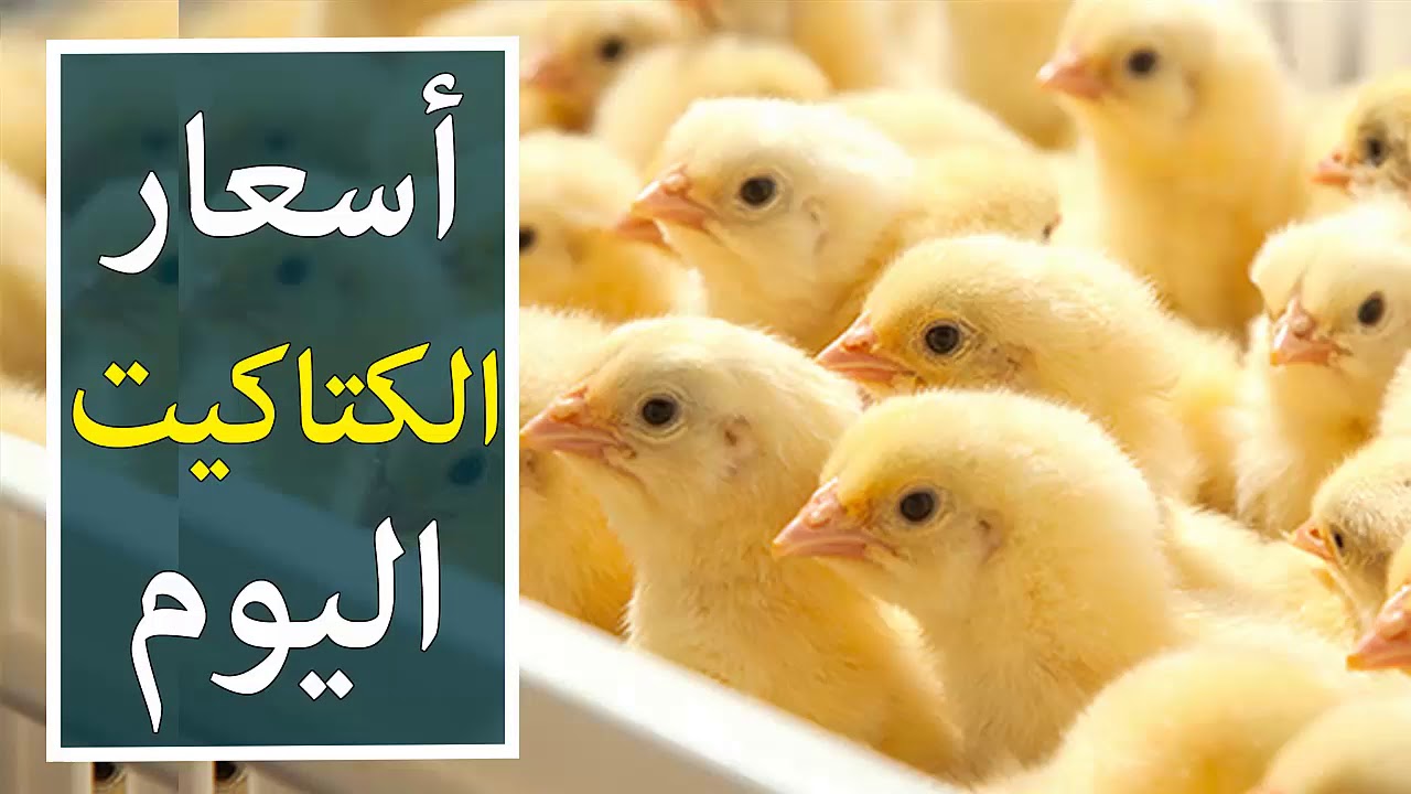 يبدأ من 29 جنية | أسعار الكتاكيت والبيض اليوم في الأسواق !!! 2 يبدأ من 29 جنية | أسعار الكتاكيت والبيض اليوم في الأسواق !!!