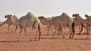 التسجيل في ترقيم الإبل