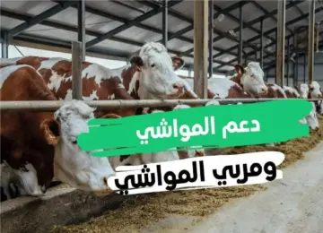 خطوات التسجيل في دعم المواشي 1446هـ والشروط اللازمة.. “وزارة البيئة والمياه والزراعة” توضح