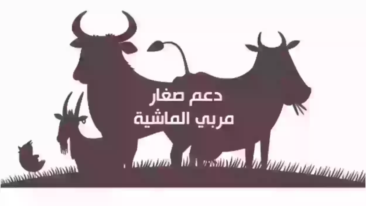 وزارة البيئة والمياه والزراعة السعودية توضح خطوات التسجيل في دعم مربي المواشي 1445 5 وزارة البيئة والمياه والزراعة السعودية توضح خطوات التسجيل في دعم مربي المواشي 1445