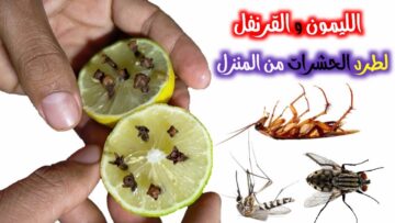 معقولة.. حبوب صغيرة ستخلصك من الناموس في بيتك وتطرد الحشرات من المنزل خالص