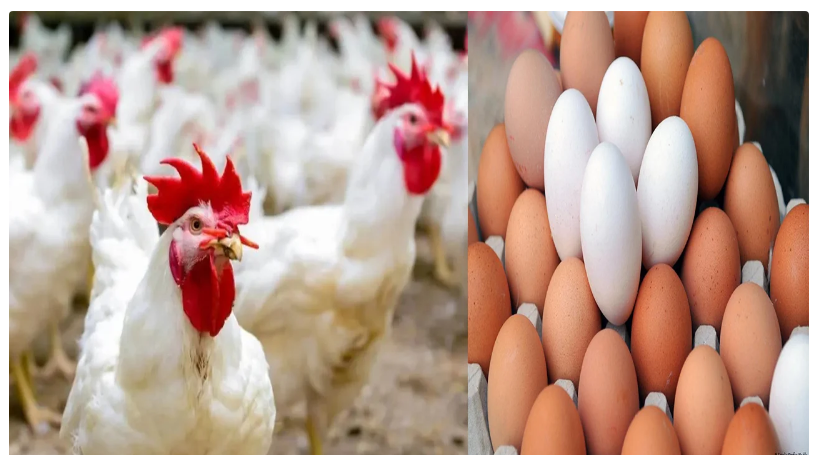 بورصة الدواجن اليوم.. أسعار الفراخ البيضاء والبلدي والساسو وكرتونة البيض 5 بورصة الدواجن اليوم.. أسعار الفراخ البيضاء والبلدي والساسو وكرتونة البيض