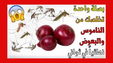  بصلة ومسمار للتخلص من النمل والذباب والحشرات بشكل نهائي من البيت