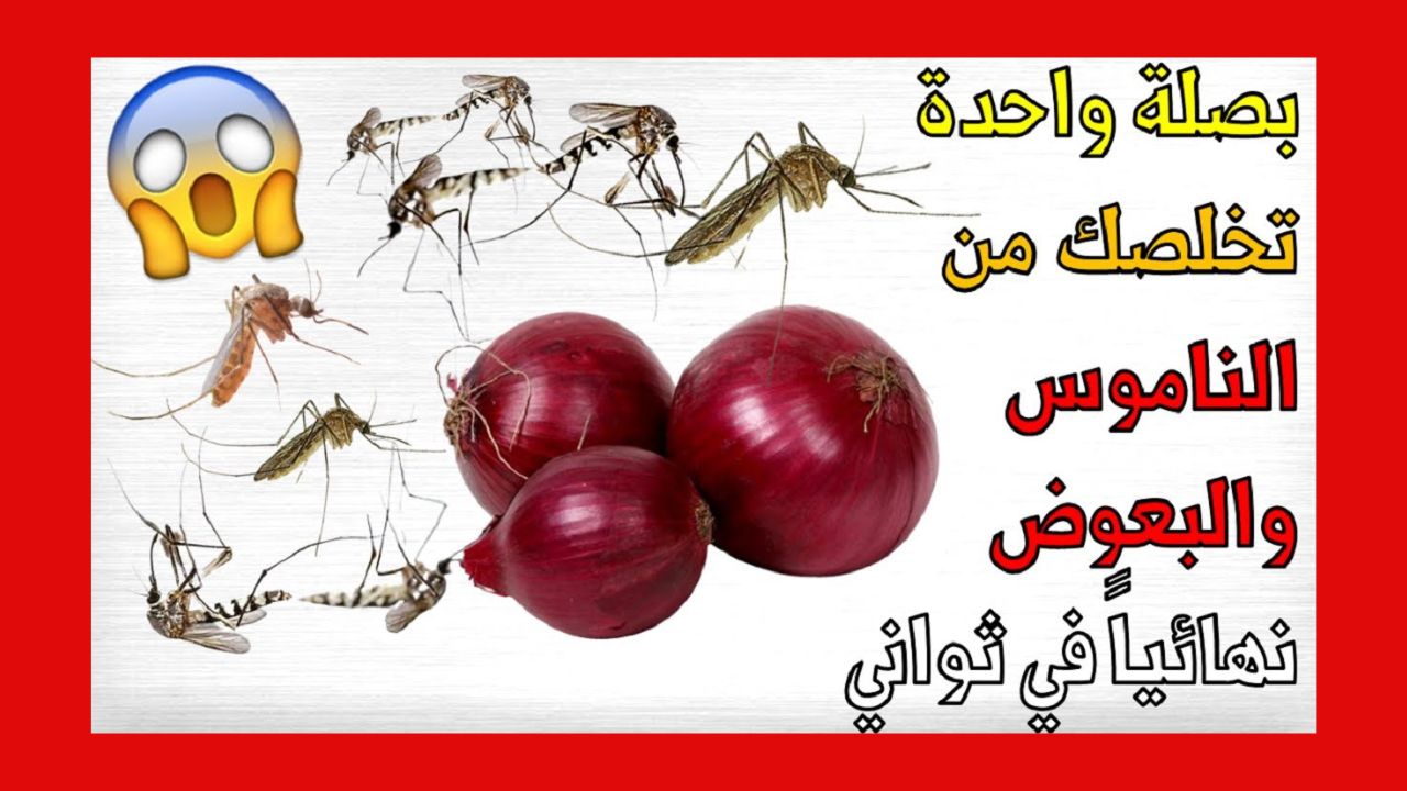 بصلة ومسمار للتخلص من النمل والذباب والحشرات بشكل نهائي من البيت 5 بصلة ومسمار للتخلص من النمل والذباب والحشرات بشكل نهائي من البيت