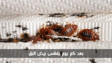 بعد كم يوم يفقس بيض البق وما هي مخاطر لدغه للإنسان