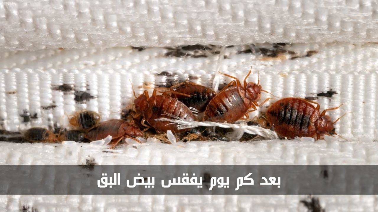 بعد كم يوم يفقس بيض البق وما هي مخاطر لدغه للإنسان