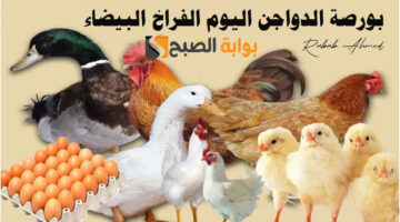 بورصة الدواجن اليوم الفراخ البيضاء
