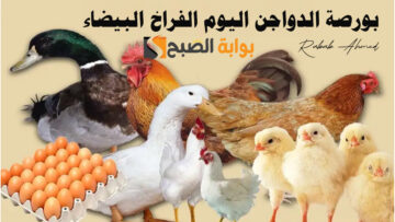 “اسعار كرتونة البيض”.. بورصة الدواجن اليوم الفراخ البيضاء الجمعة 31 مايو 2024