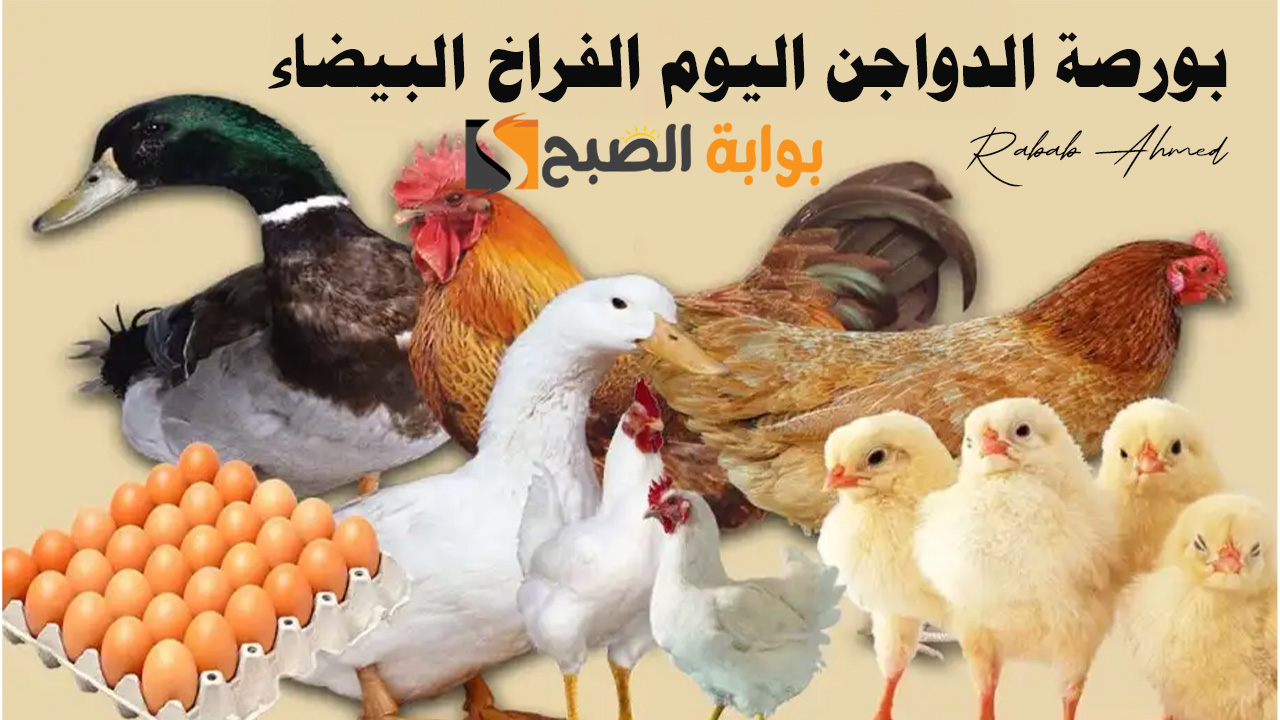 "اسعار كرتونة البيض".. بورصة الدواجن اليوم الفراخ البيضاء الجمعة 31 مايو 2024 5 “اسعار كرتونة البيض”.. بورصة الدواجن اليوم الفراخ البيضاء الجمعة 31 مايو 2024