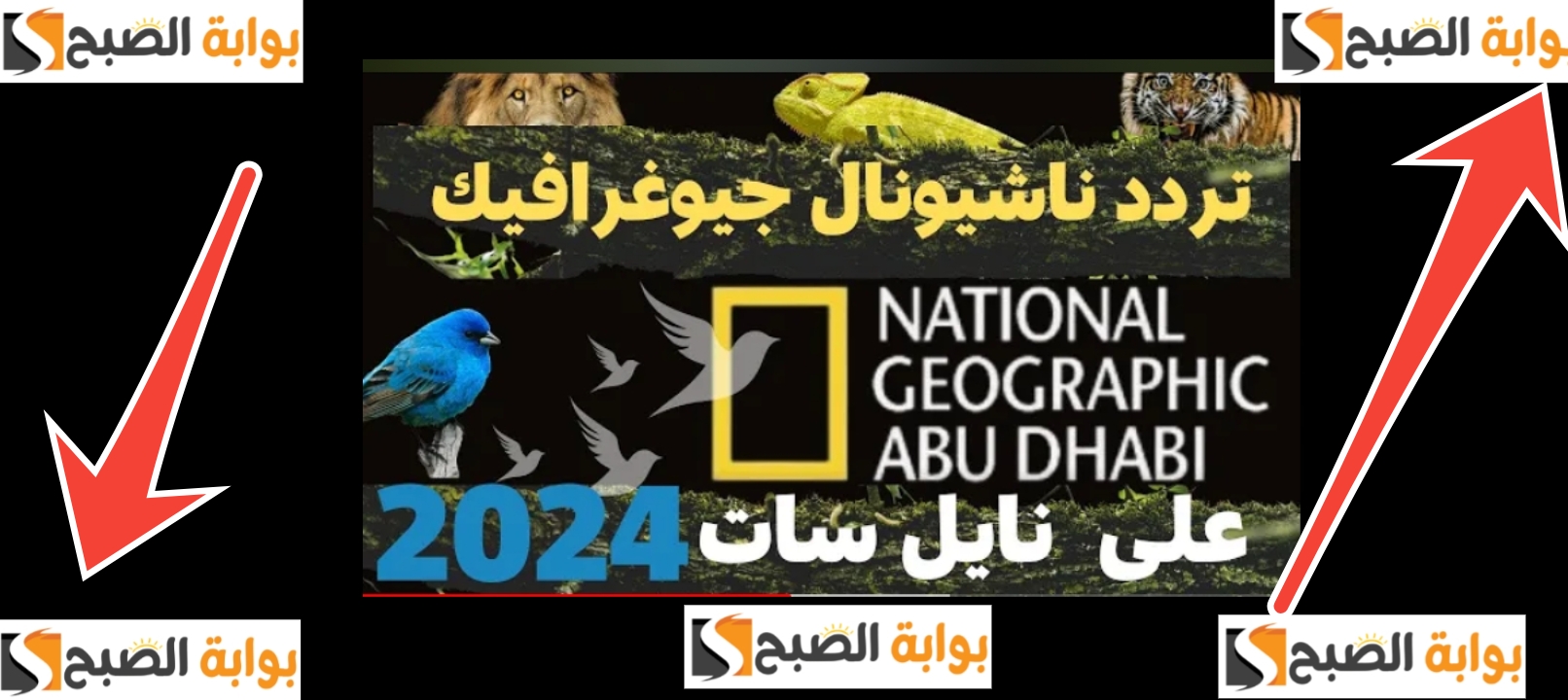 أجدد تردد قناة ناشيونال جيوغرافيك ابو ظبي الجديد نايل سات؟ وأهم برامج القناة 5 أجدد تردد قناة ناشيونال جيوغرافيك ابو ظبي الجديد نايل سات؟ وأهم برامج القناة