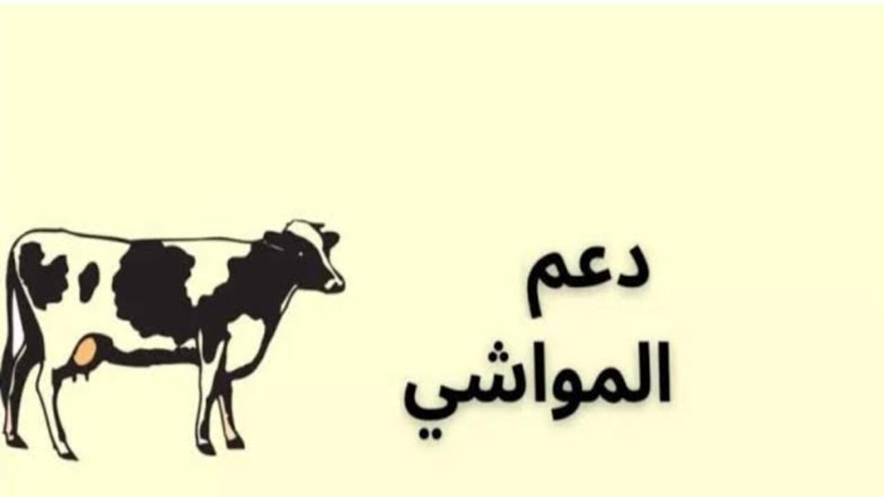 شروط تسجيل دعم المواشي والمستندات المطلوبة 1445 5 شروط تسجيل دعم المواشي والمستندات المطلوبة 1445