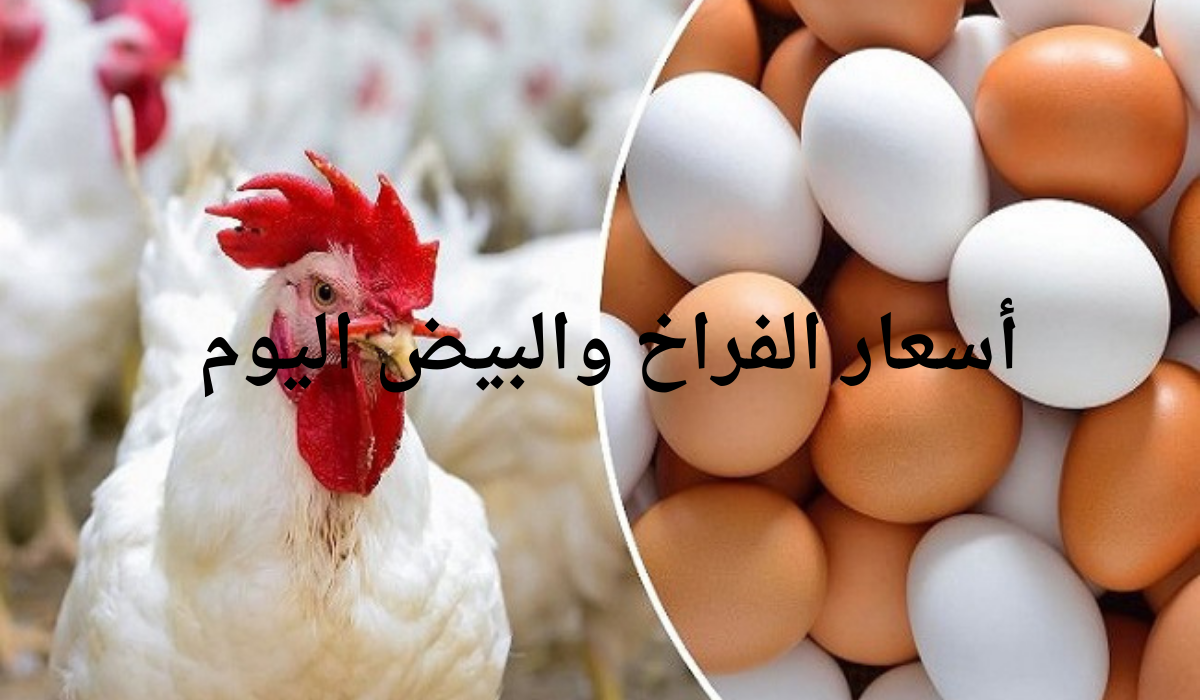 بعد الانخفاض الأخير.. أسعار الفراخ اليوم الأربعاء 1 مايو 2024 وسعر البيض في بورصة الدواجن والأسواق 2 بعد الانخفاض الأخير.. أسعار الفراخ اليوم الأربعاء 1 مايو 2024 وسعر البيض في بورصة الدواجن والأسواق