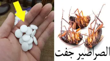 تعالى أقولك أزاى تتخلصي تماماً من الصراصير والحشرات