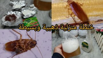 خلطة سحرية للتخلص من الصراصير والنمل في البيت ولا رعب تاني خلاص