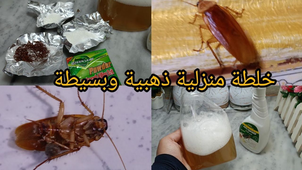 خلطة سحرية للتخلص من الصراصير والنمل في البيت ولا رعب تاني خلاص 5 خلطة سحرية للتخلص من الصراصير والنمل في البيت ولا رعب تاني خلاص