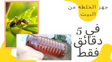 خلطة طبيعية للتخلص من النمل في المنزل