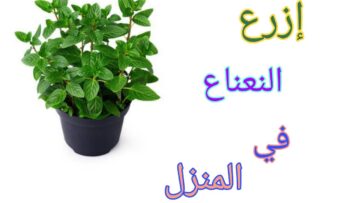 طريقة زراعة النعناع ببلكونة المنزل للتمتع بالرائحة والشكل الجميل وإضافته لما نريد يوميا
