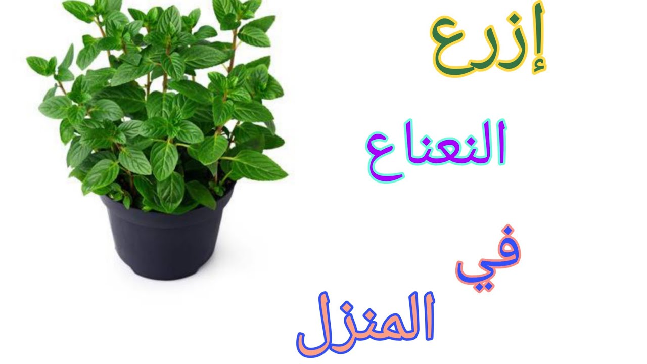 طريقة زراعة النعناع ببلكونة المنزل للتمتع بالرائحة والشكل الجميل وإضافته لما نريد يوميا 5 طريقة زراعة النعناع ببلكونة المنزل للتمتع بالرائحة والشكل الجميل وإضافته لما نريد يوميا