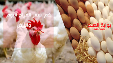 “بكام البيض والفراخ النهاردة” سعر الفراخ اليوم الخميس 23 مايو 2024