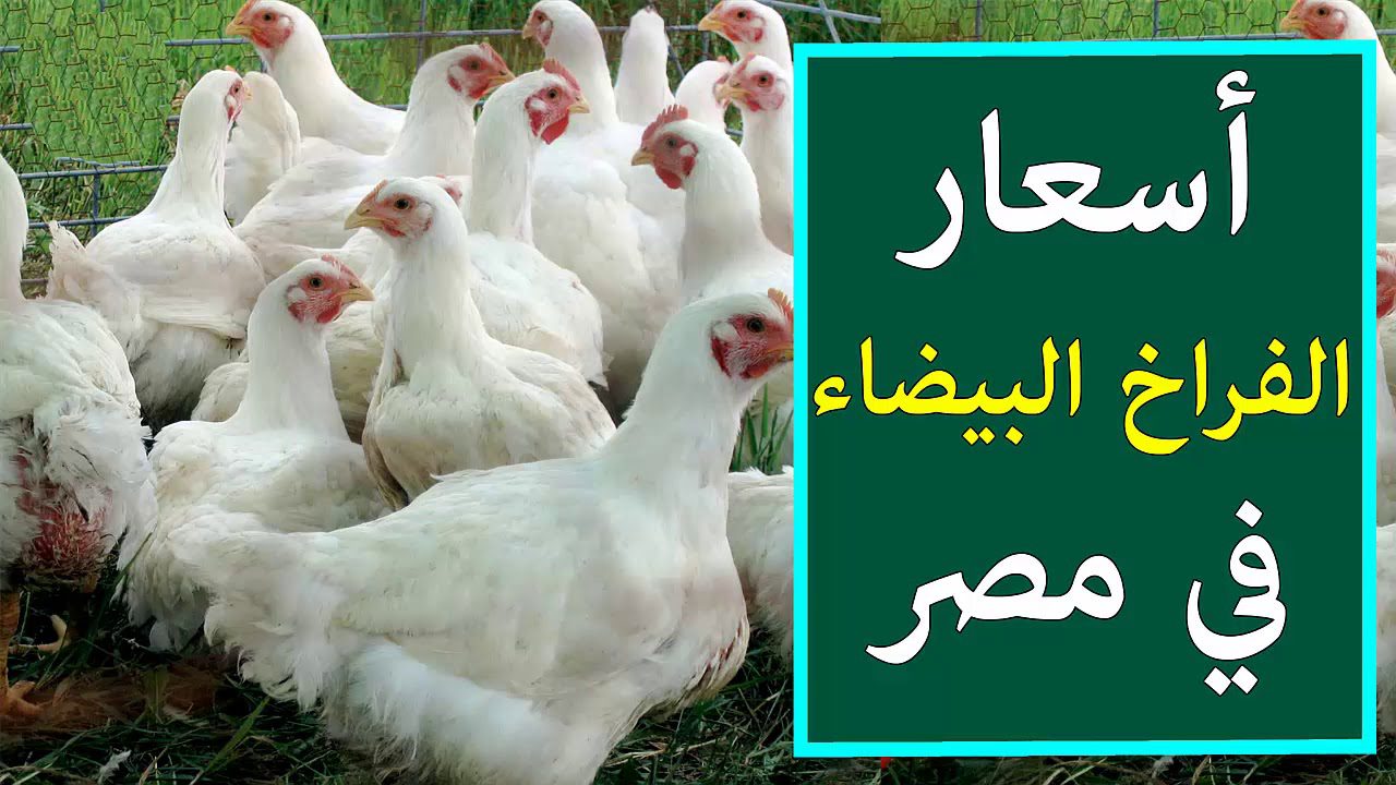 الكيلو بكام النهاردة .. سعر الدواجن في مصر اليوم الثلاثاء 14/5/2024 في الأسواق والبورصة