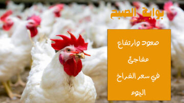 بكم سعر الدواجن … صعود مفاجئ في سعر الفراخ اليوم الإثنين 20 مايو 2024 “ألحقي خزنيها”