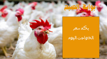 سعر الفراخ اليوم
