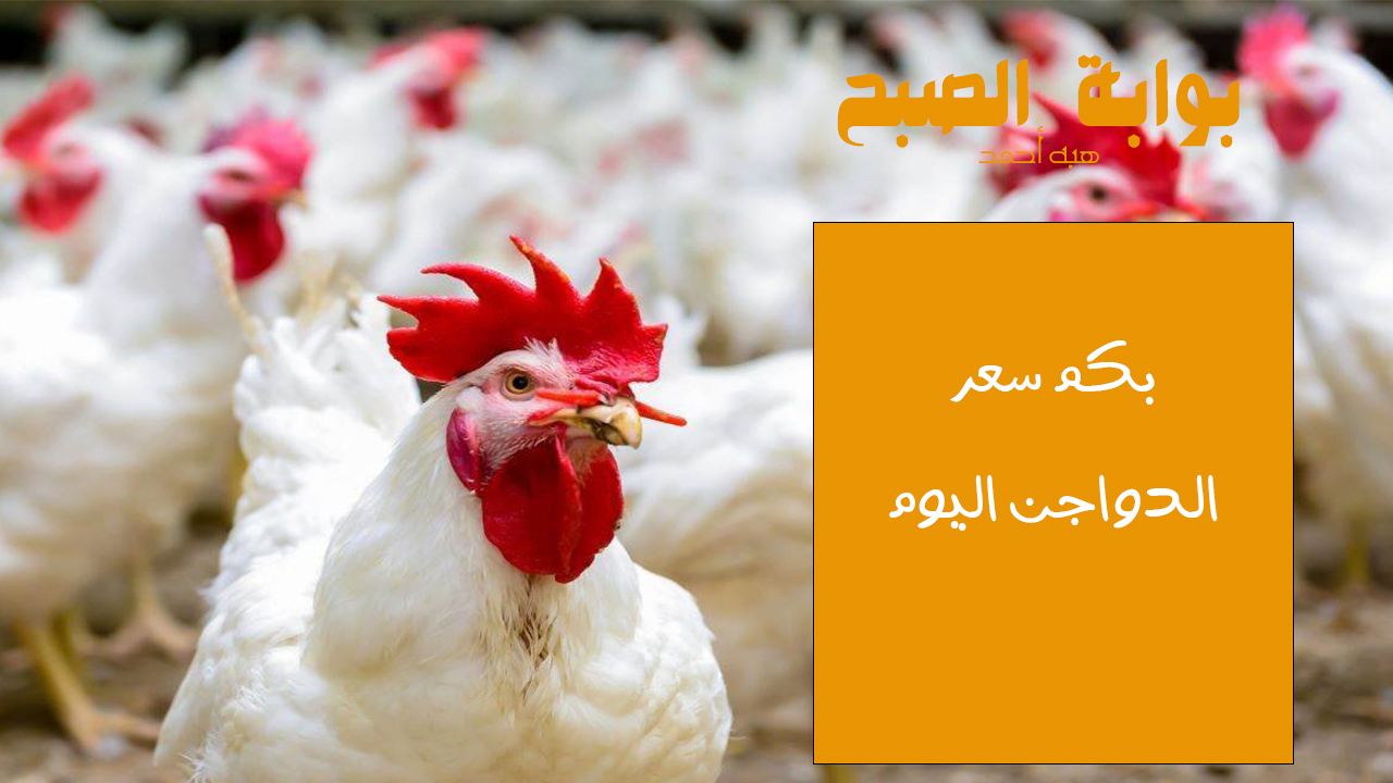 كم سعر كيلو الفراخ البيضاء.. ارتفاع أسعار الفراخ اليوم الإثنين 20 مايو 2024 2 كم سعر كيلو الفراخ البيضاء.. ارتفاع أسعار الفراخ اليوم الإثنين 20 مايو 2024