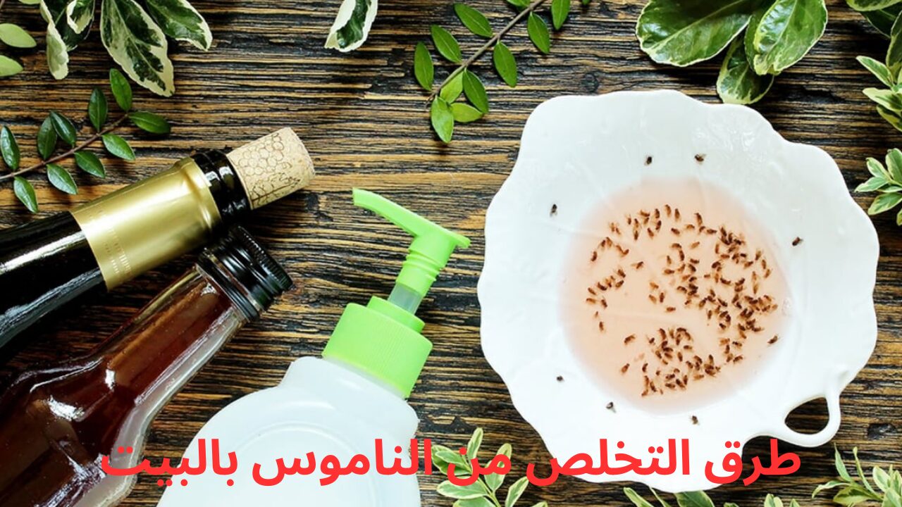 وصفة ناجحة لطرد الناموس والتخلص منه نهائياً من المنزل ومش هتلاقي ولا ناموسة في بيتك 5 وصفة ناجحة لطرد الناموس والتخلص منه نهائياً من المنزل ومش هتلاقي ولا ناموسة في بيتك