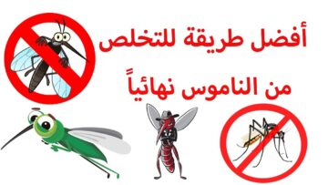 أسرع طرق للقضاء على الناموس نهائيًا في فصل الصيف بمكونات طبيعية من منزلك