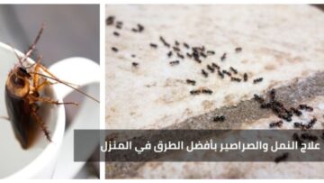 طريقة التخلص من النمل والصراصير من مطبخك بدون مبيدات مكلفة بعد الآن